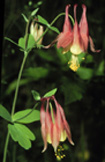 columbine